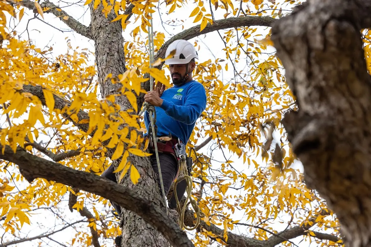 Skilled Tree Planting crew working in Harveyville