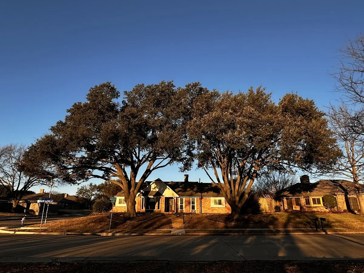 Established residential canopy tree shading a home in Harveyville